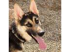 Blitz German Shepherd Dog Adult Male