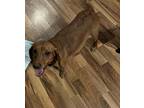 Mona Beagle Adult Female