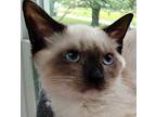 Faline Siamese Kitten Female