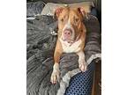 BJ American Staffordshire Terrier Adult Male
