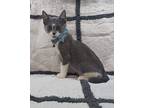 PJ Domestic Shorthair Kitten Male