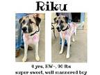Riku Anatolian Shepherd Adult Male