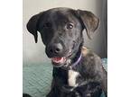 Bailey Labrador Retriever Young Female