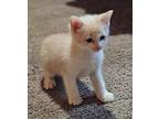 Toast Domestic Shorthair Kitten Male