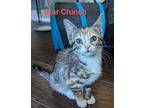 Star Crunch Calico Kitten Female