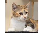 Beyonce Domestic Shorthair Young Female