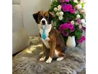 Fluffy, Terrier (unknown Type, Small) For Adoption In Decatur, Indiana