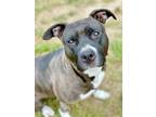 Nova, American Pit Bull Terrier For Adoption In Anderson, Indiana