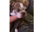 Jolly Rancher, Boston Terrier For Adoption In Plano, Texas