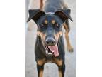Lainey, Doberman Pinscher For Adoption In Fillmore, California