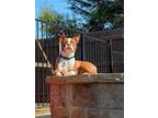 Buster, Boston Terrier For Adoption In Plano, Texas