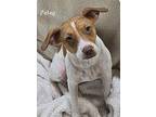 Petey, Terrier (unknown Type, Small) For Adoption In Decatur, Indiana