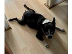 Athena, Boston Terrier For Adoption In Plano, Texas