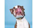 Mickey, Boston Terrier For Adoption In Plano, Texas