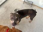 Hydro, American Pit Bull Terrier For Adoption In Key Largo, Florida