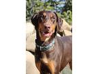 Harley, Doberman Pinscher For Adoption In Fillmore, California