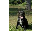 Hemi, American Pit Bull Terrier For Adoption In Buffalo, Indiana