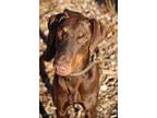 Rudy, Doberman Pinscher For Adoption In Fillmore, California