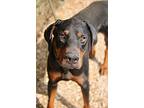 Mace, Doberman Pinscher For Adoption In Fillmore, California