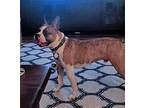 Happy, Boston Terrier For Adoption In Plano, Texas