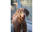 Cookie, Doberman Pinscher For Adoption In Fillmore, California