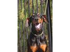 Waldo, Doberman Pinscher For Adoption In Fillmore, California