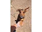 Chevy, Doberman Pinscher For Adoption In Fillmore, California