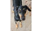 Deedra, Doberman Pinscher For Adoption In Fillmore, California