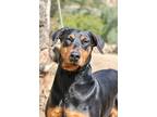 Daisy, Doberman Pinscher For Adoption In Fillmore, California