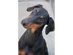 Mkali, Doberman Pinscher For Adoption In Fillmore, California
