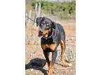 Abby, Doberman Pinscher For Adoption In Fillmore, California