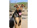 Trixie, Doberman Pinscher For Adoption In Fillmore, California