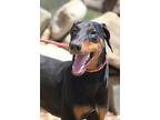 Junebug, Doberman Pinscher For Adoption In Fillmore, California