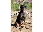 Nina, Doberman Pinscher For Adoption In Fillmore, California