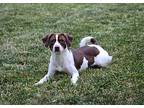 Maggie, Terrier (unknown Type, Small) For Adoption In Decatur, Indiana