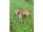 Coco, Terrier (unknown Type, Small) For Adoption In Decatur, Indiana