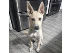 Charlie, American Pit Bull Terrier For Adoption In Rockland, Wisconsin