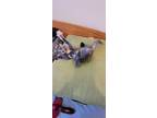 Spit Fire (baby), Domestic Shorthair For Adoption In Oakley, California
