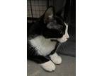 Baylee, American Shorthair For Adoption In Lakeland, Florida
