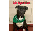 Mr. Speckles, American Pit Bull Terrier For Adoption In Canton, Ohio