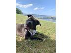 Homer, American Staffordshire Terrier For Adoption In Baltimore, Maryland