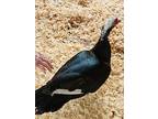 Lucky, Duck For Adoption In Jacksonville, Oregon