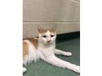 Micah, Domestic Shorthair For Adoption In Williamsport, Pennsylvania