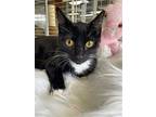Alejandrina, American Shorthair For Adoption In Margate, Florida