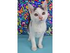 Malachi, Domestic Shorthair For Adoption In Cornersville, Tennessee