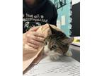 Audrey, Domestic Shorthair For Adoption In Williamsport, Pennsylvania