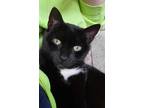 Tic Tac, Domestic Shorthair For Adoption In Williamsport, Pennsylvania