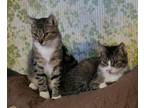 Dudley, Domestic Shorthair For Adoption In Williamsport, Pennsylvania