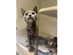 Sydney, Domestic Shorthair For Adoption In Williamsport, Pennsylvania