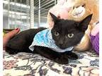Michael Kitten, Domestic Shorthair For Adoption In Margate, Florida